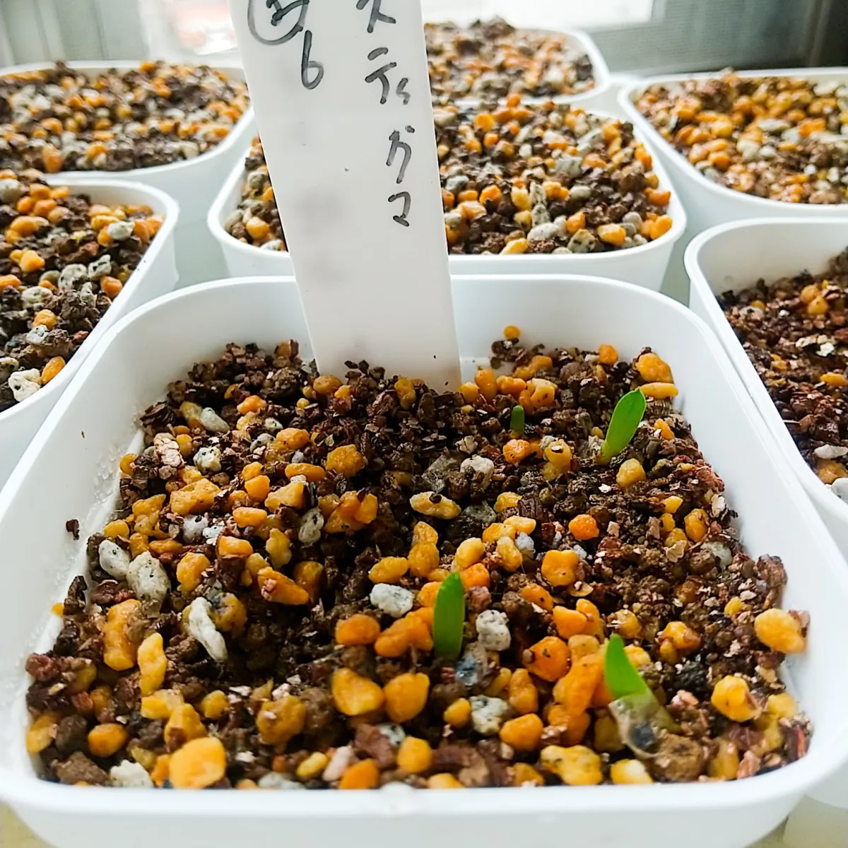 Aloe microstigma (アロエ ミクロスティグマ)