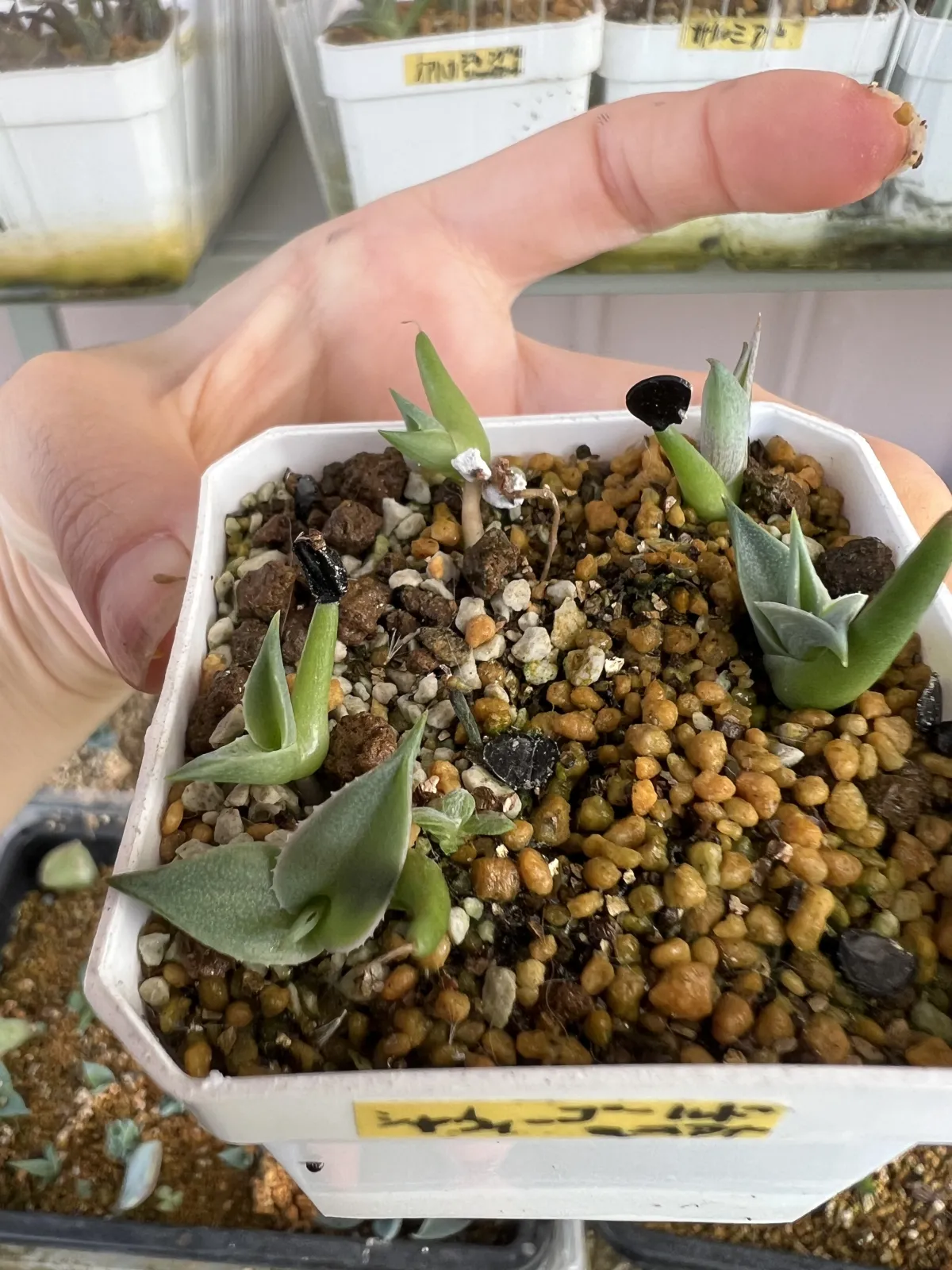 Agave shawii ssp. goldmaniana (アガベ ゴールドマニアナ)