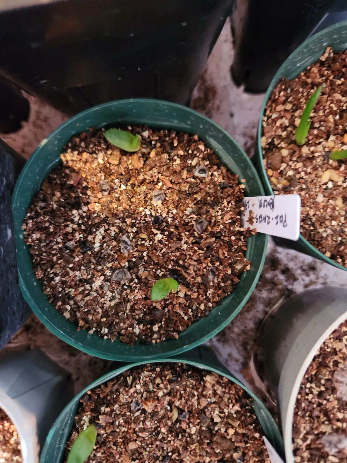 Aloe marlothii ssp. marlothii (アロエ マルロシー)