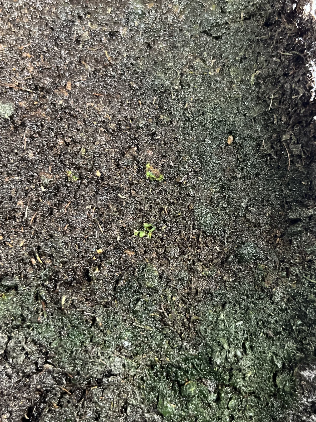 Platycerium ridleyi ([種子/胞子] ビカクシダ リドレイ)