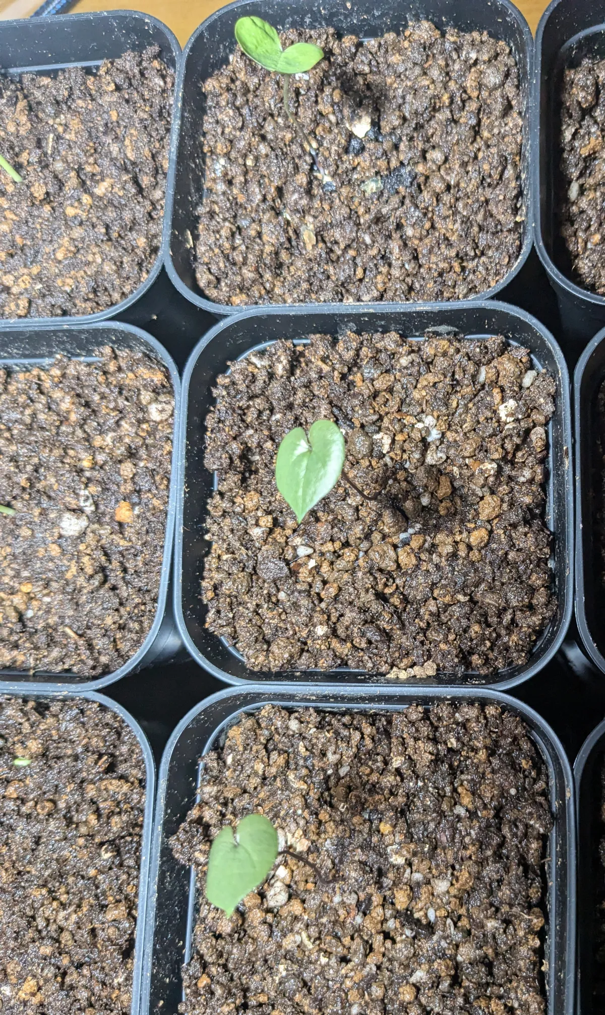Dioscorea elephantipes Lot. (ディオスコレア エレファンティペス)