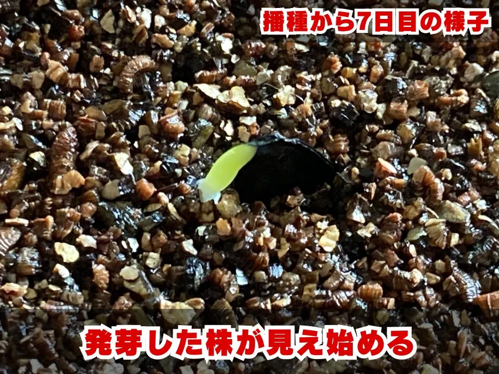 Agave parryi ssp. parryi (アガベ パリー)