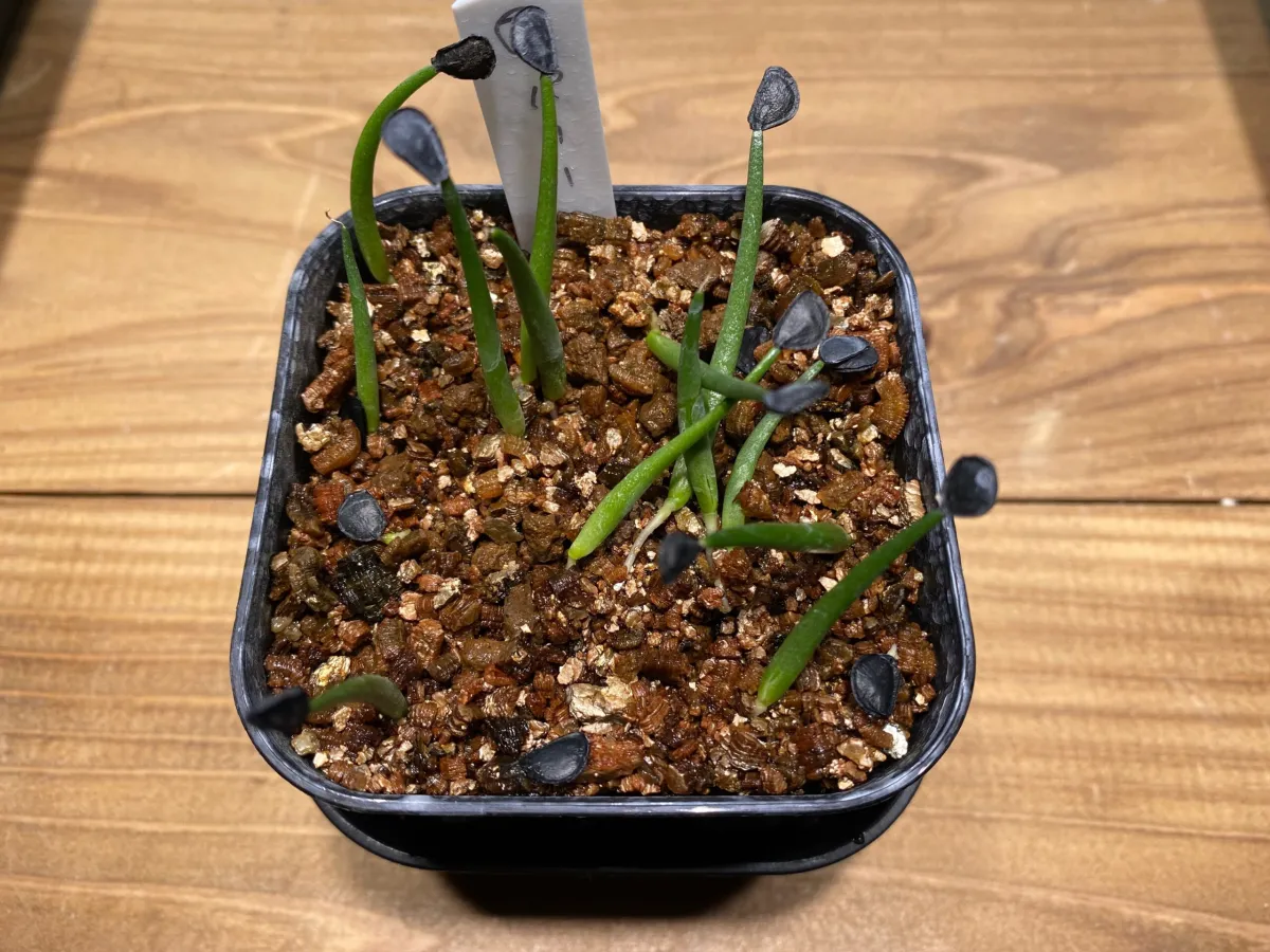 Agave parryi ssp. parryi (アガベ パリー)