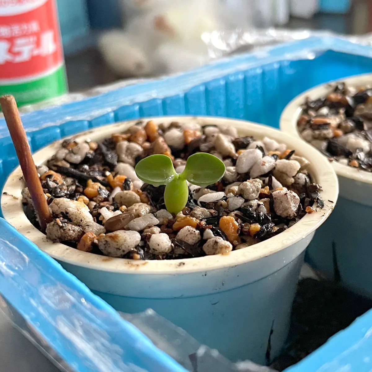 Pachypodium succulentum (パキポディウム サキュレンタム)