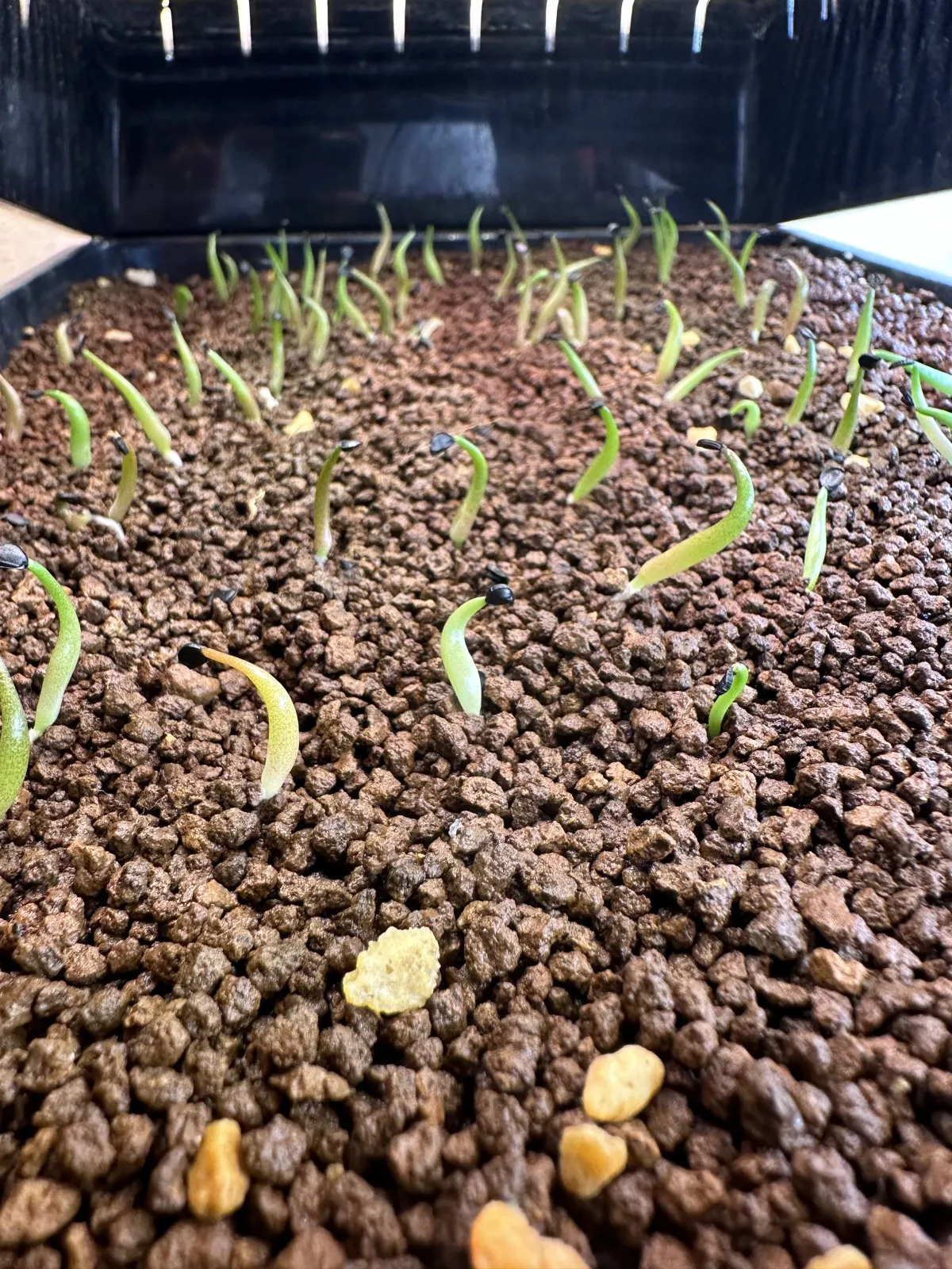 Agave oteroi Lot. (アガベ オテロイ)
