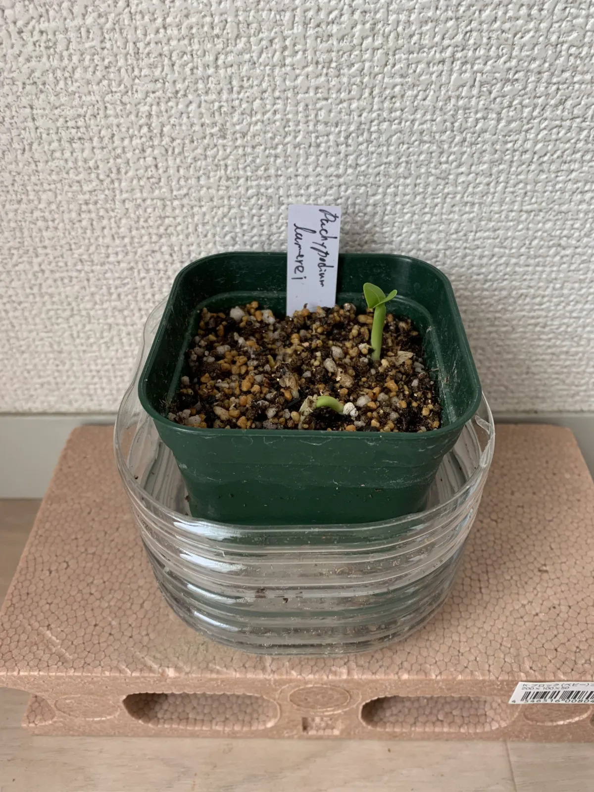 Pachypodium lamerei (パキポディウム ラメレイ)