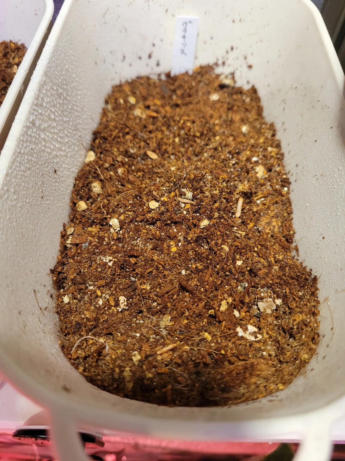 Pachypodium rosulatum var. gracilius ([無料種子] 発芽難 パキポディウム グラキリス　)
