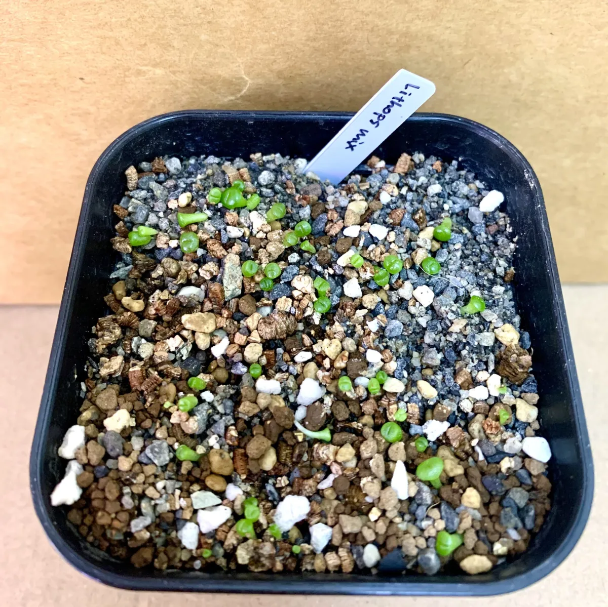 Lithops Mix Seeds (リトープス ミックス)