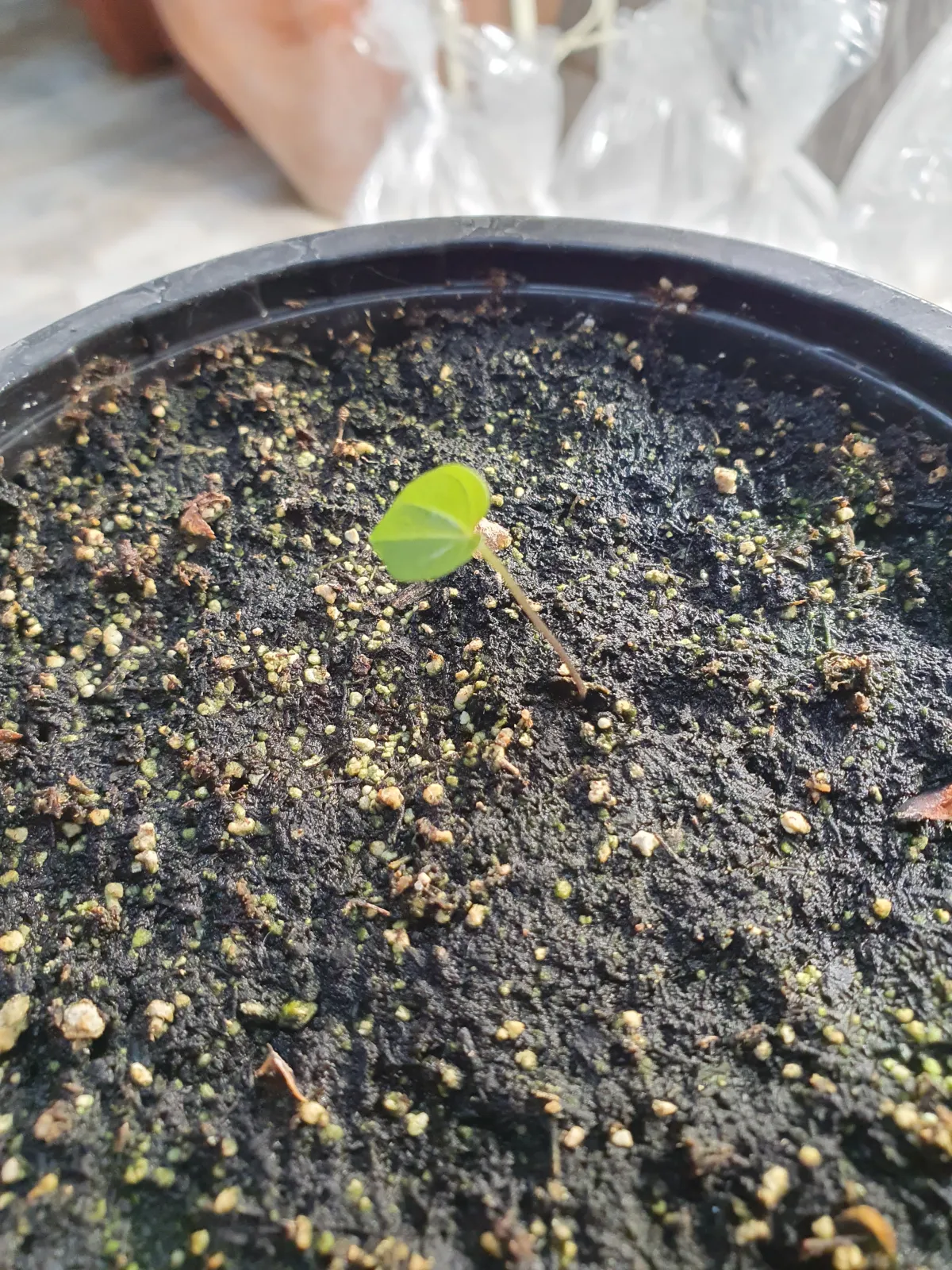 Dioscorea elephantipes (ディオスコレア エレファンティペス)