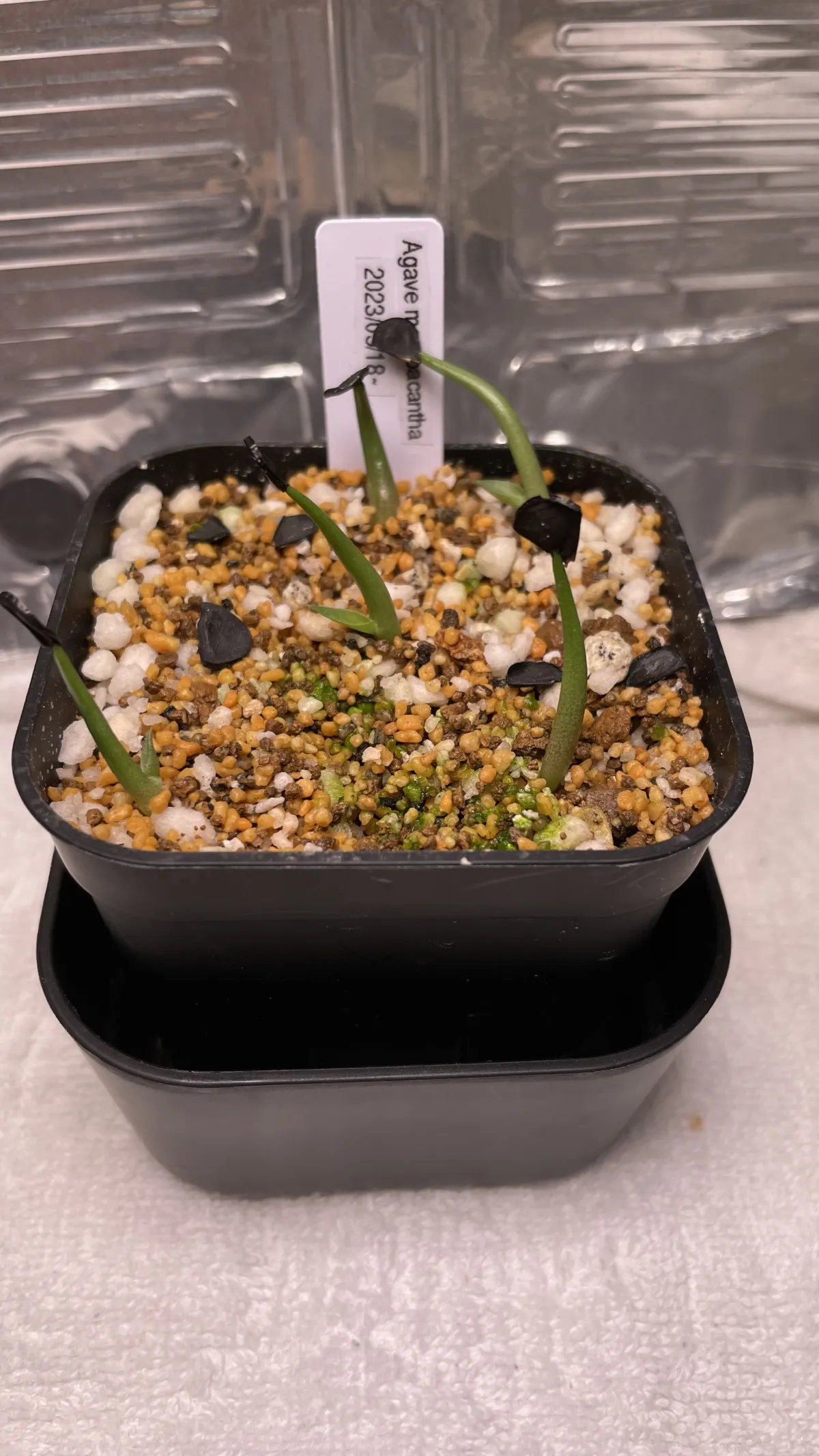 Agave macroacantha (アガベ マクロアカンサ)