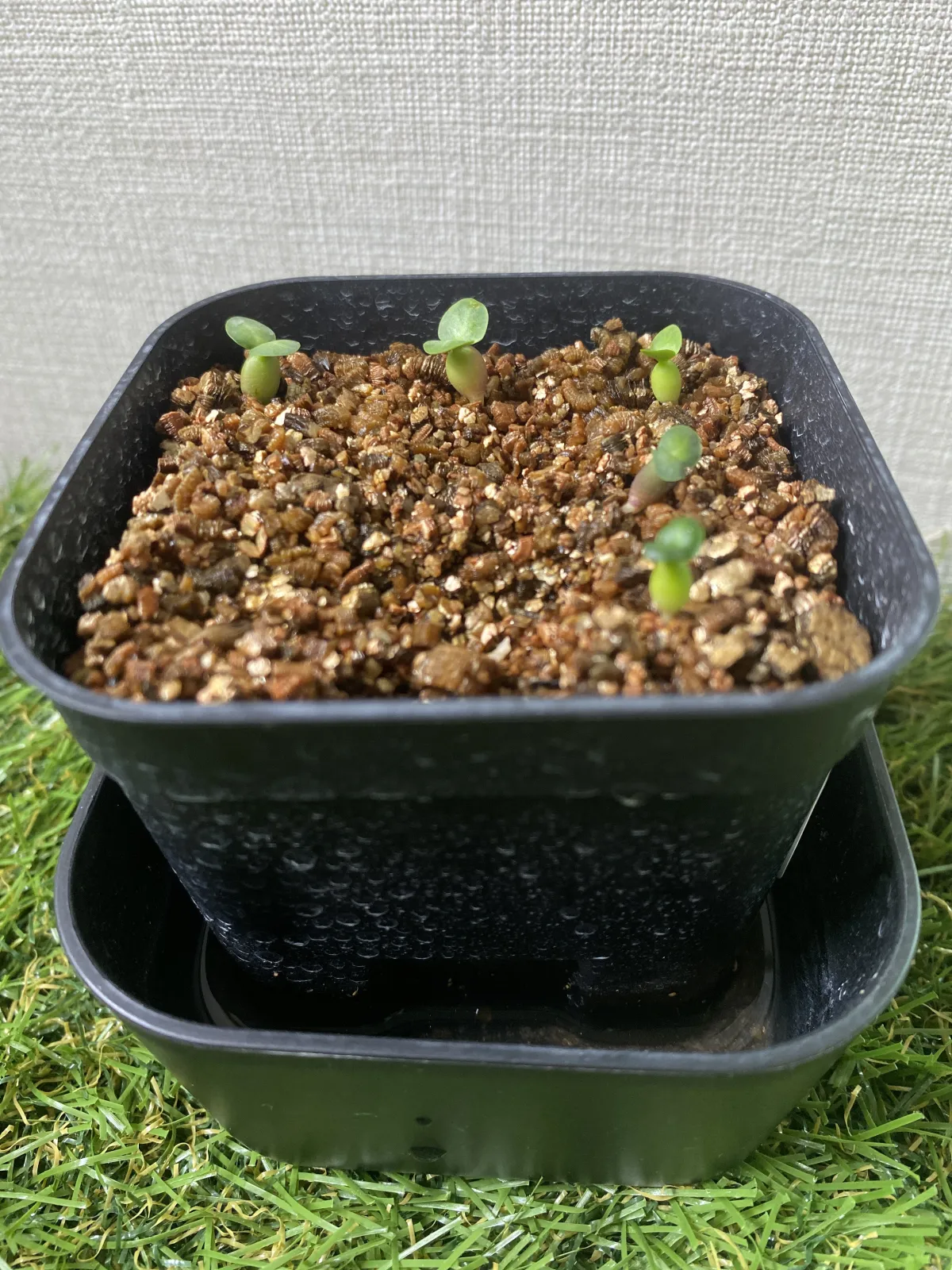 Pachypodium succulentum (パキポディウム サキュレンタム)