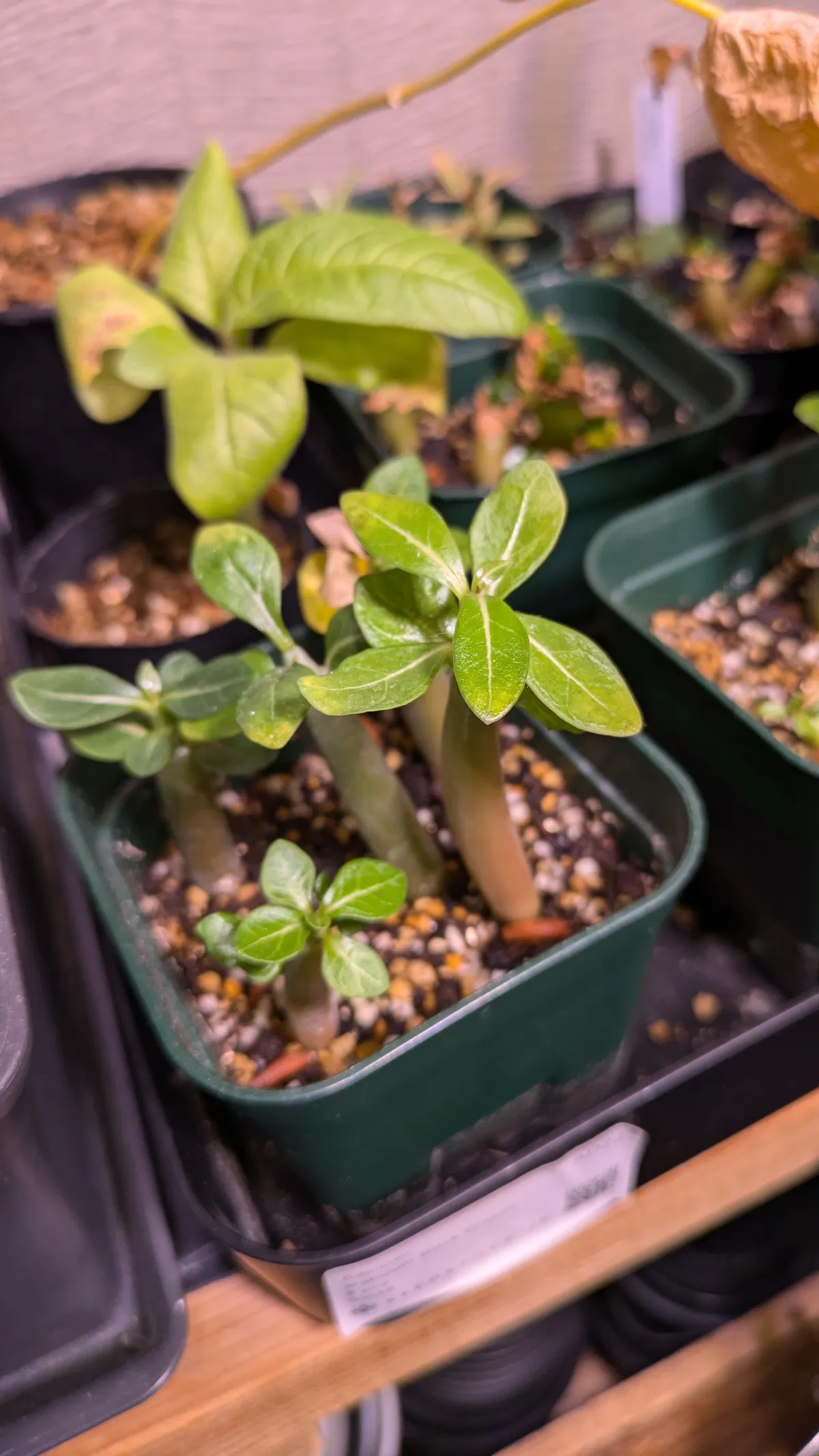 Adenium arabicum Black Dragon (アデニウム ブラックドラゴン)
