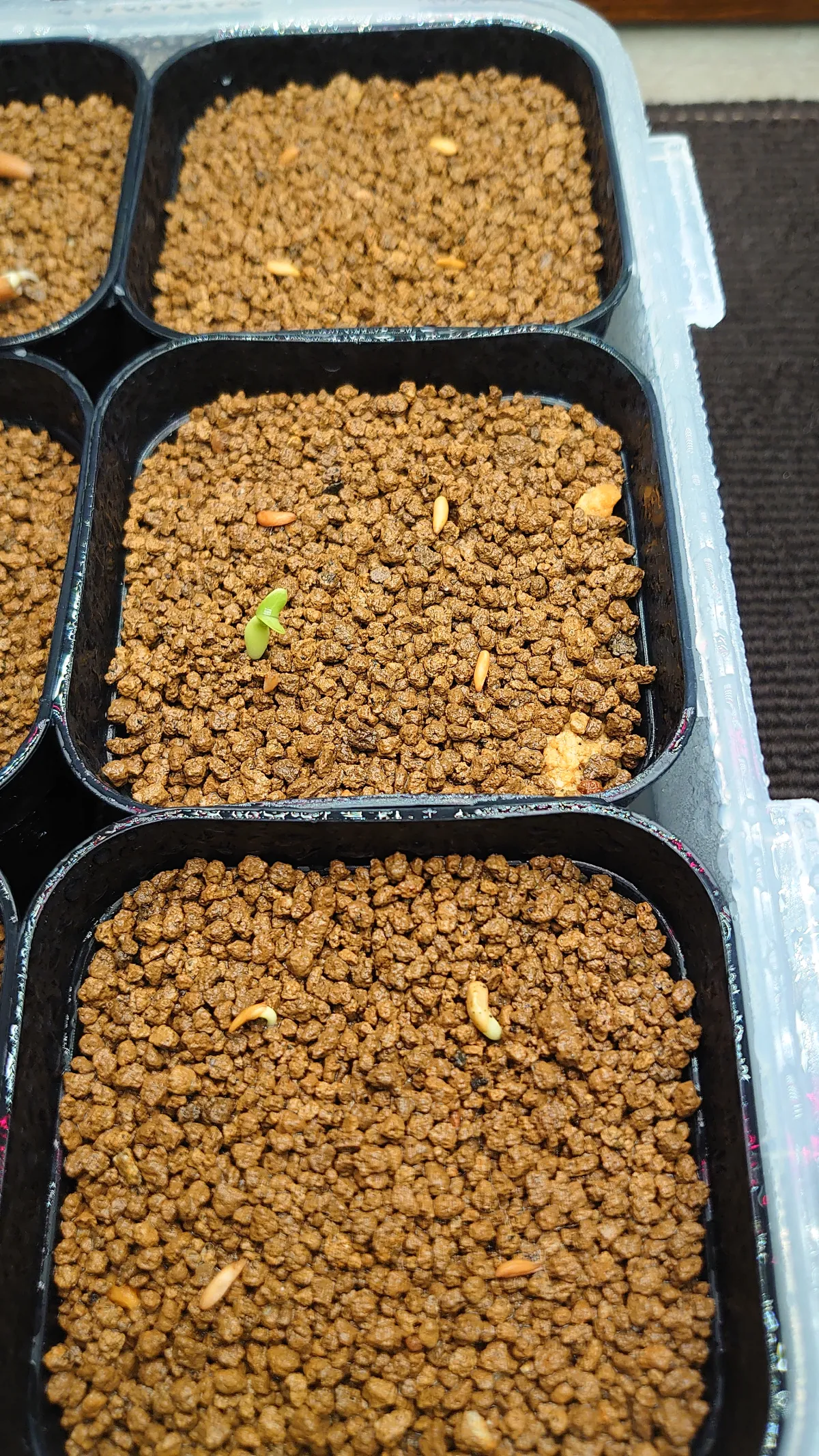 Pachypodium rosulatum var. eburneum (パキポディウム エブレネウム)