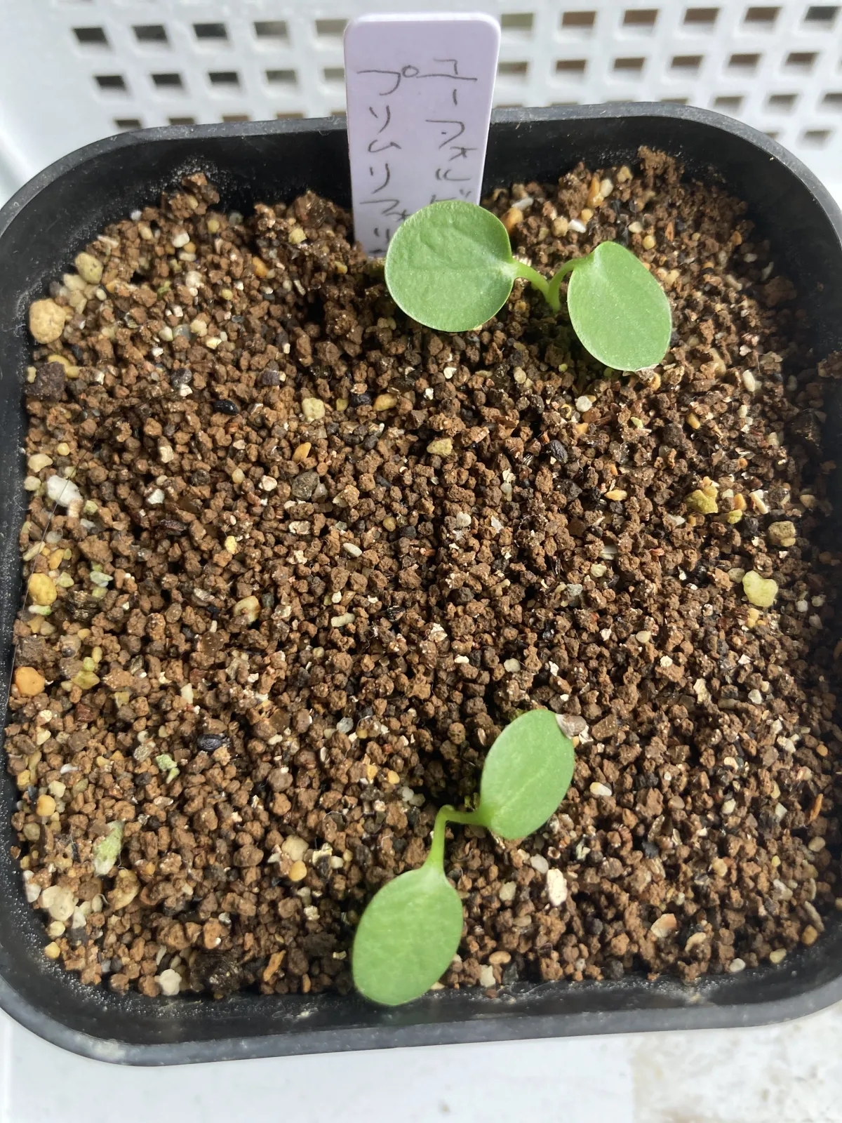 Euphorbia primulifolia (ユーフォルビア プリムリフォリア)