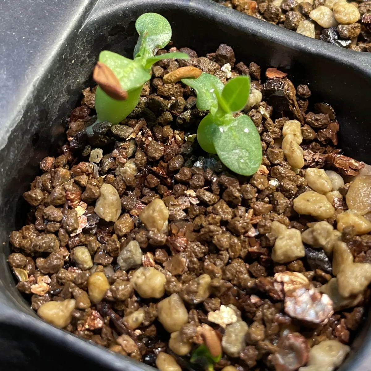 Pachypodium rosulatum var. eburneum (パキポディウム エブレネウム)