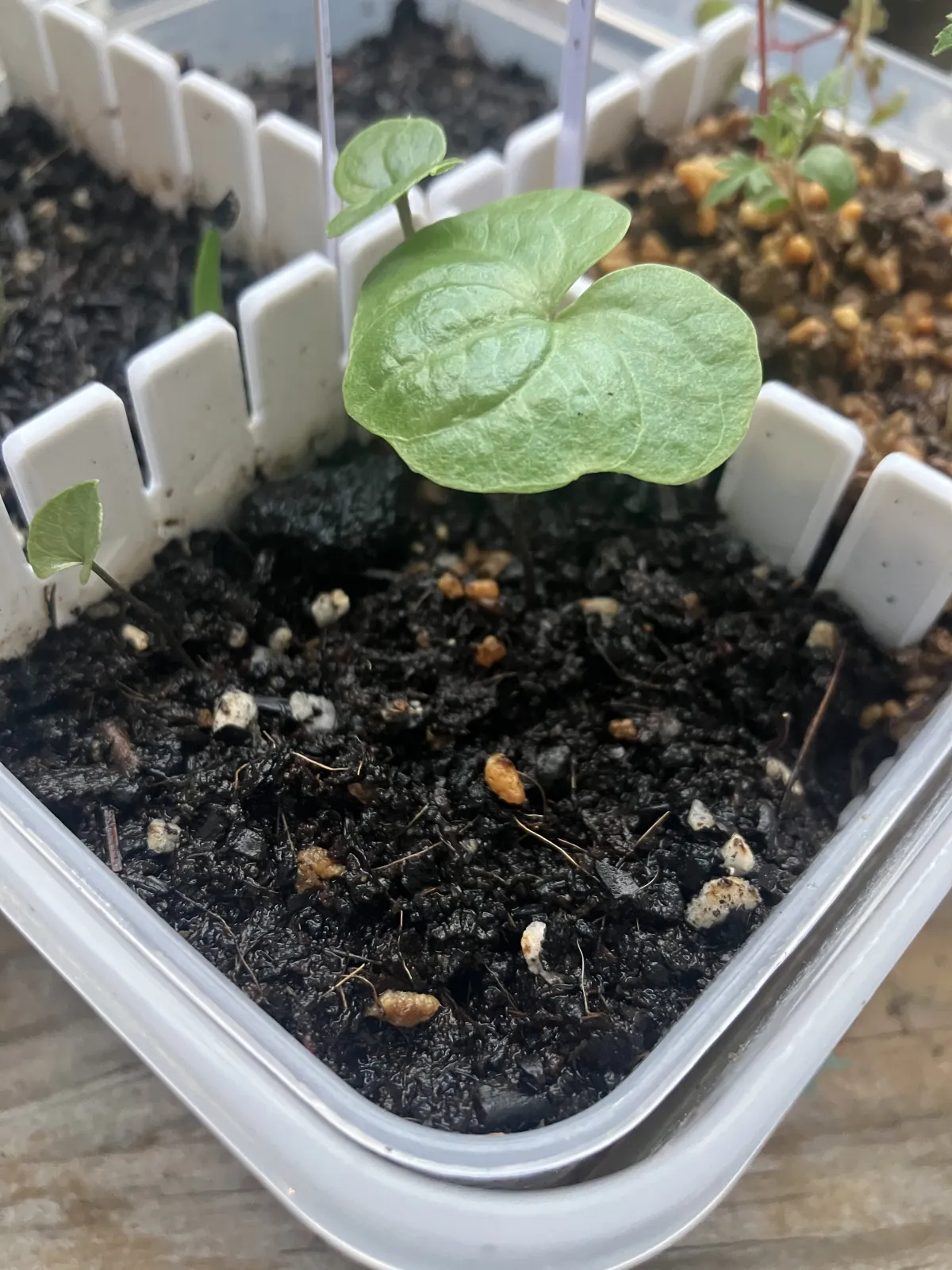Dioscorea elephantipes Lot. (ディオスコレア エレファンティペス)