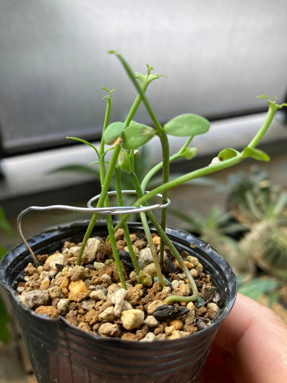 Euphorbia stenoclada (ユーフォルビア ステノクラーダ)