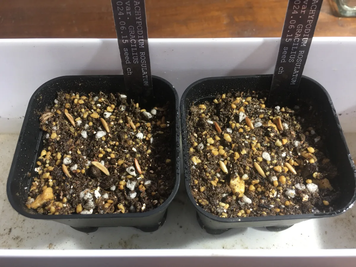 Pachypodium rosulatum var. gracilius ([無料種子] 発芽難 パキポディウム グラキリス　)