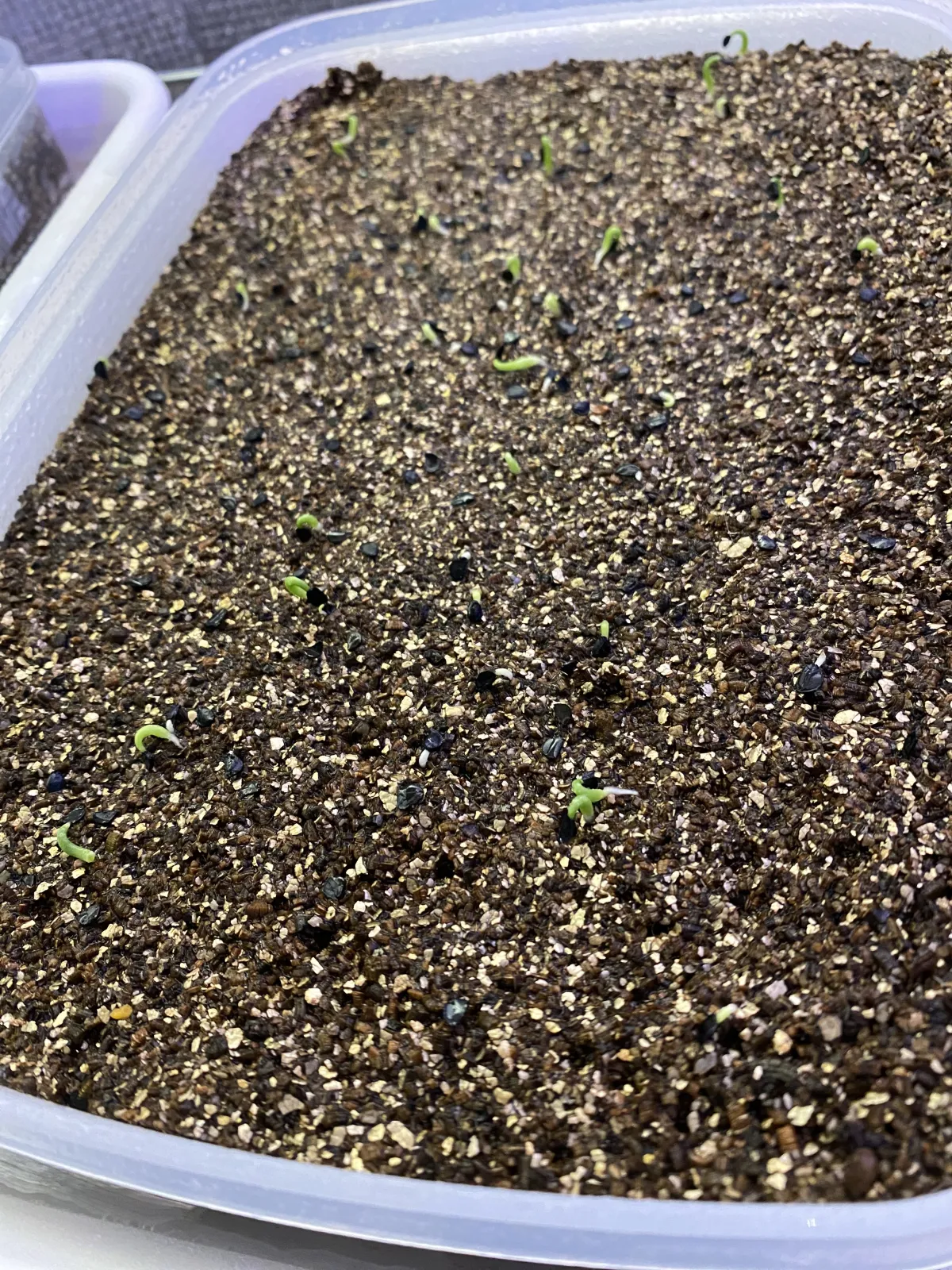 Agave titanota Blue Lot. (アガベ チタノタブルー)