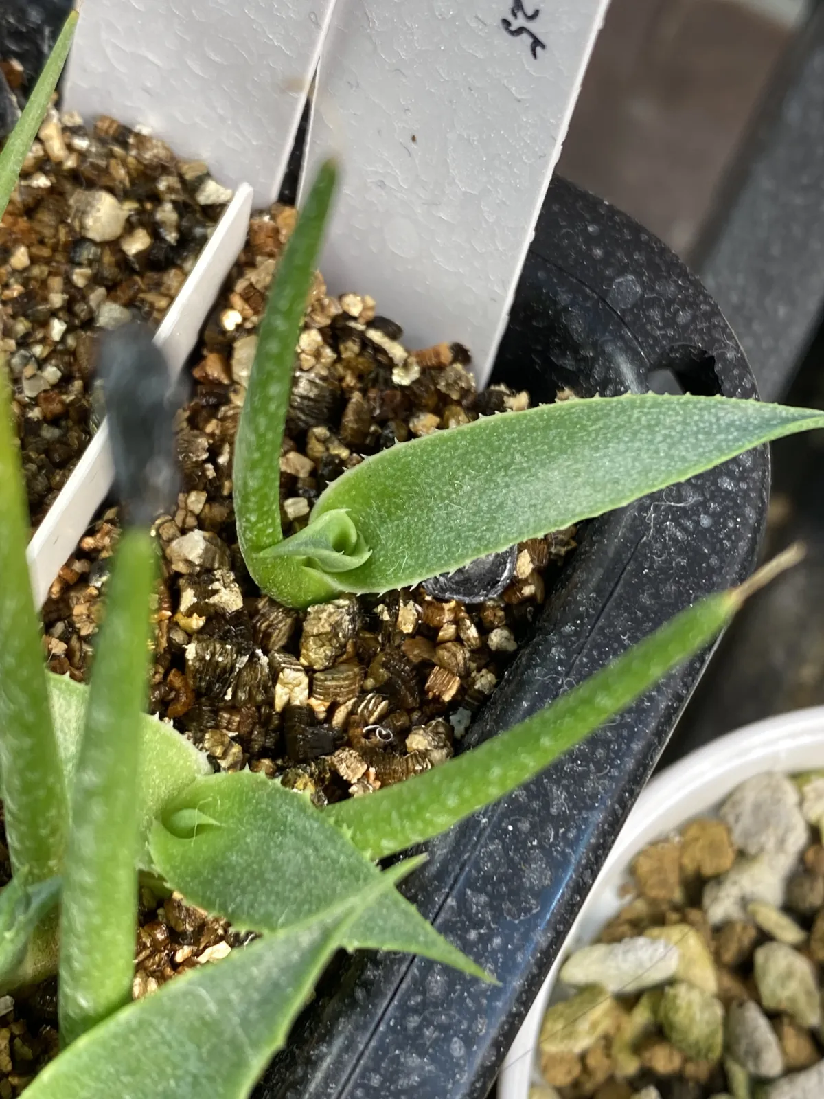 Agave sp. (アガベ アズールモントレー)
