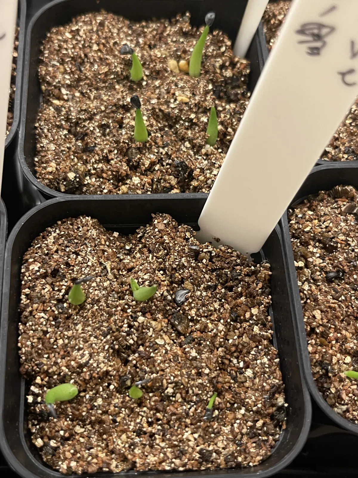 Agave victoriae-reginae ssp. victoriae-reginae (アガベ ビクトリアレジーナエ 笹の雪)