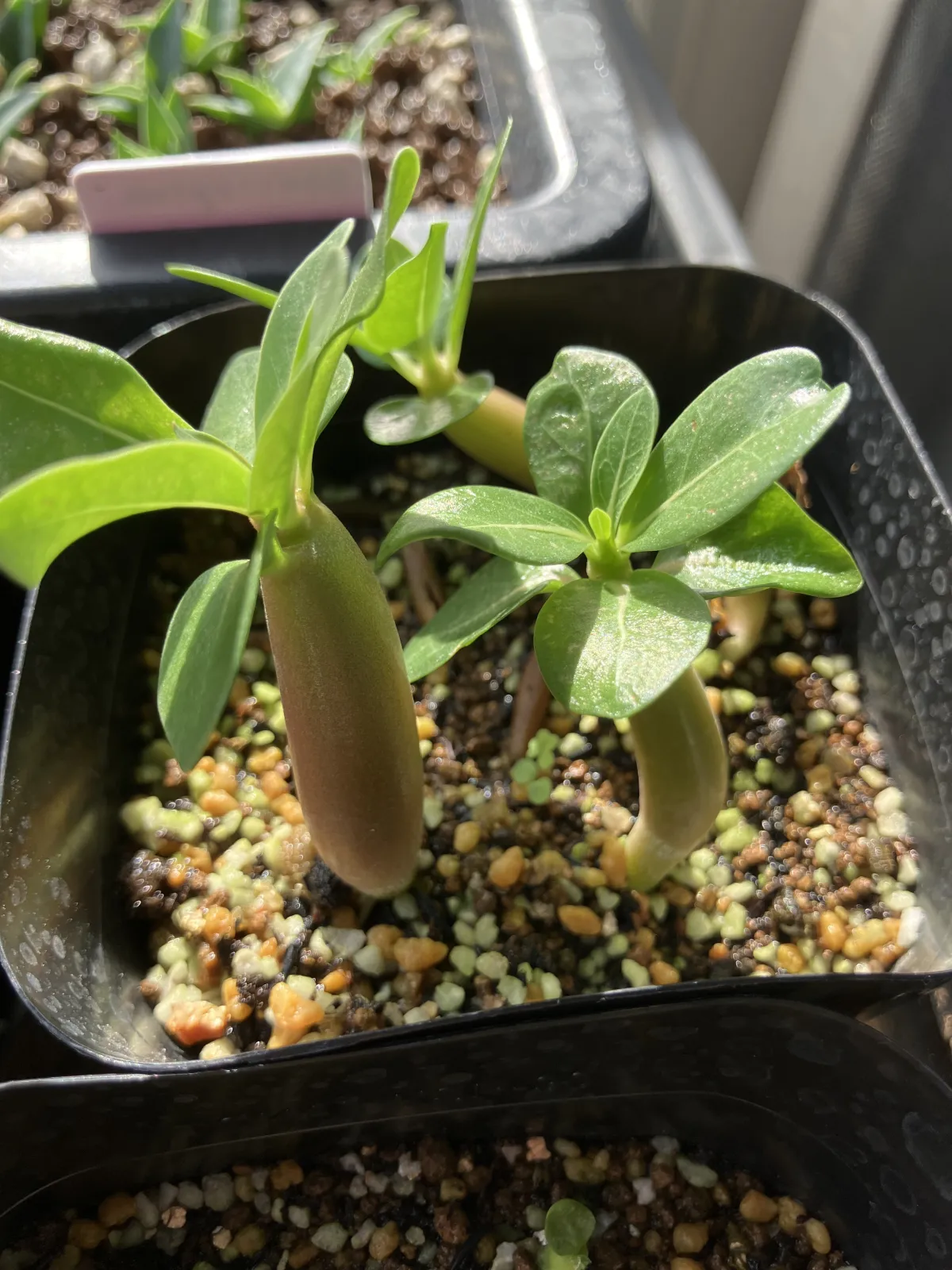 KHZ Adenium thai socotranum KHZ (アデニウム タイ ソコトラナム)