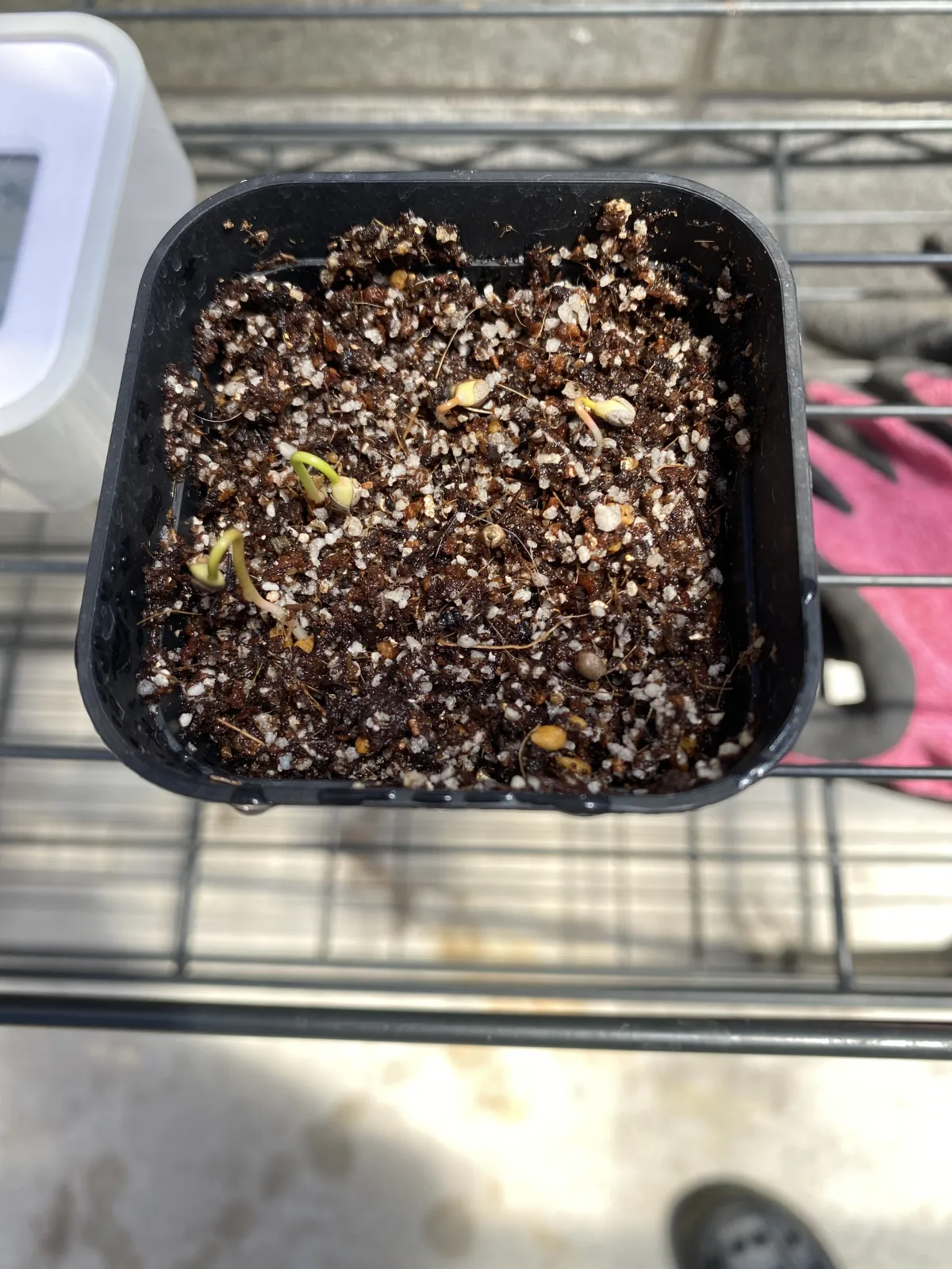 Euphorbia stenoclada (ユーフォルビア ステノクラーダ)