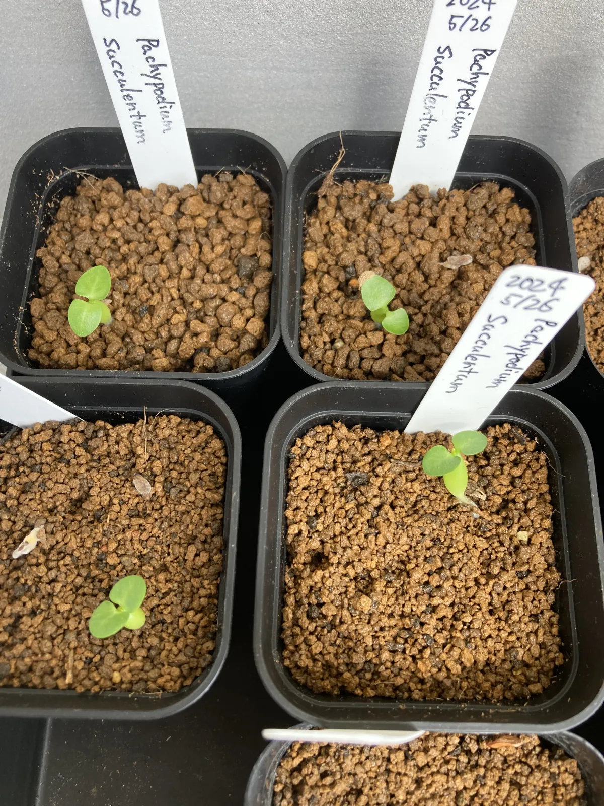 Pachypodium succulentum (パキポディウム サキュレンタム)
