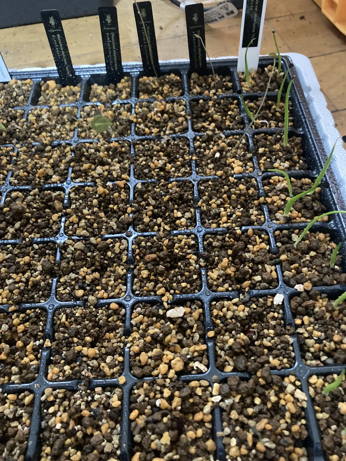 Dioscorea elephantipes (ディオスコレア エレファンティペス)