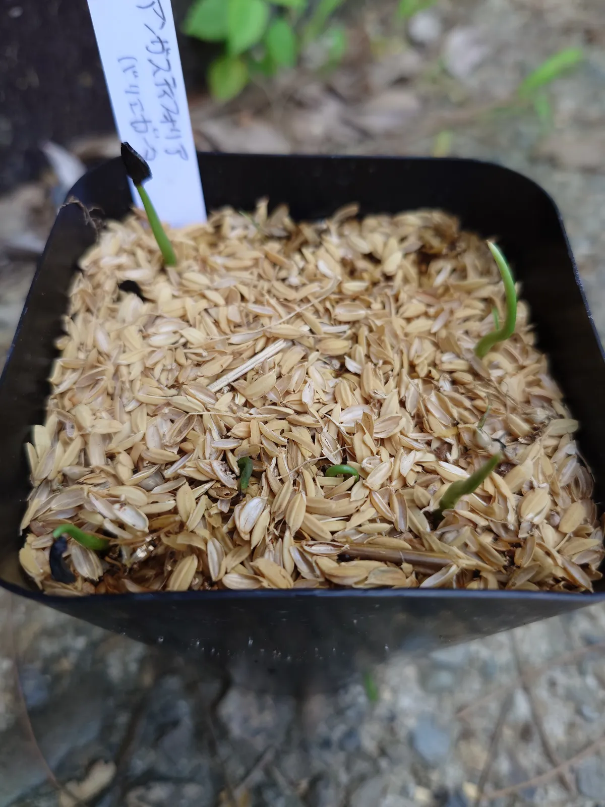 Agave angustifolia (アガベ アンガスティフォリア バリエガータ)