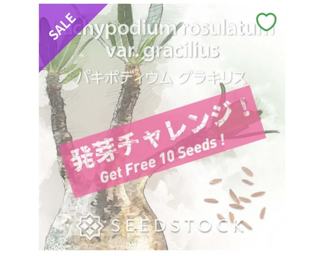 Pachypodium rosulatum var. gracilius ([無料種子] 発芽難 パキポディウム グラキリス　)