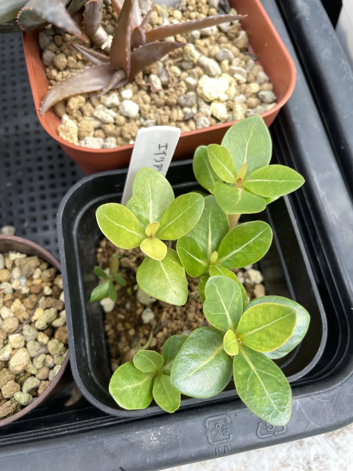 Adenium arabicum Alien (アデニウム エイリアン)