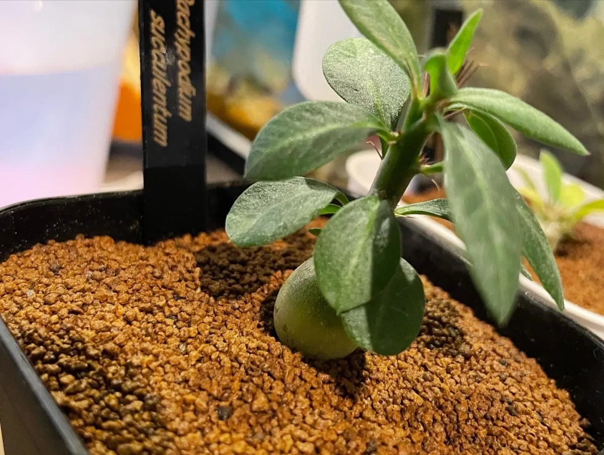 Pachypodium succulentum (パキポディウム サキュレンタム)
