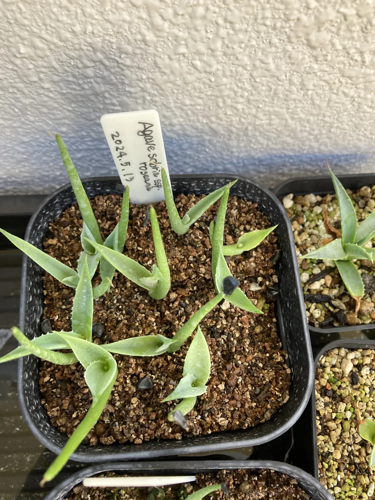 Agave sobria ssp. roseana (アガベ ソブリア ロゼアナ)