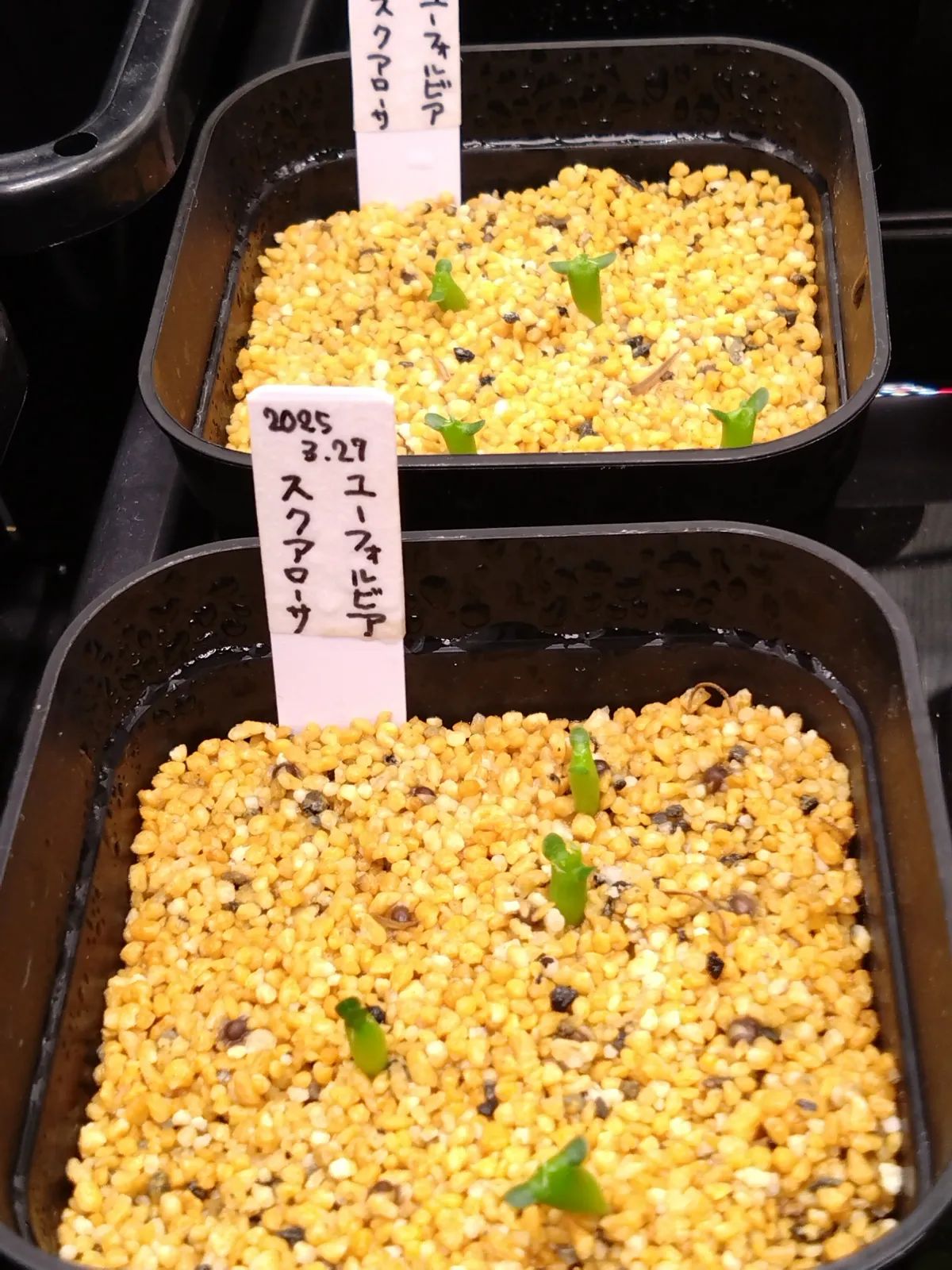 Euphorbia squarosa (ユーフォルビア スクアローサ)