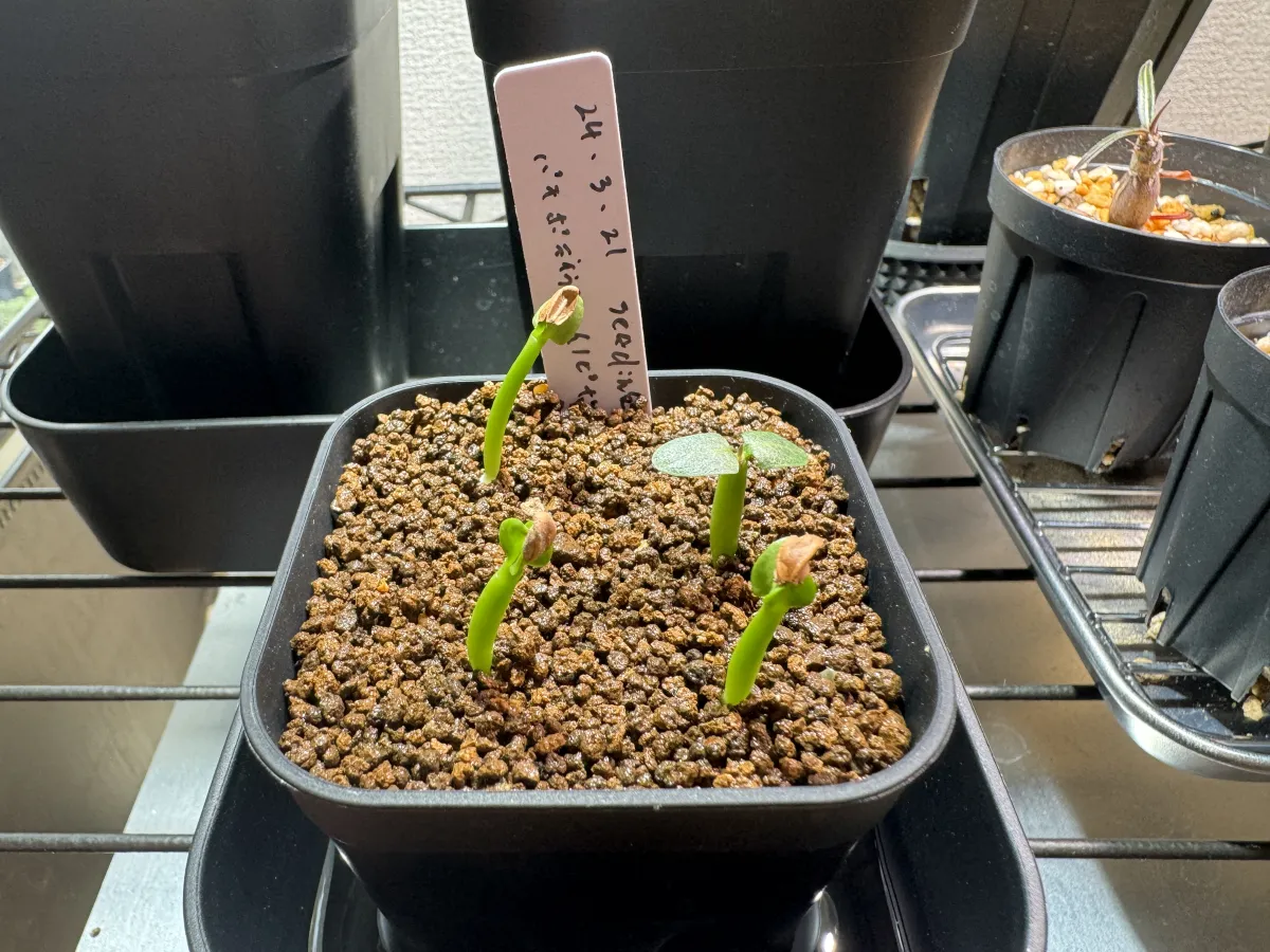 Pachypodium rosulatum var. inopinatum (パキポディウム イノピナツム)