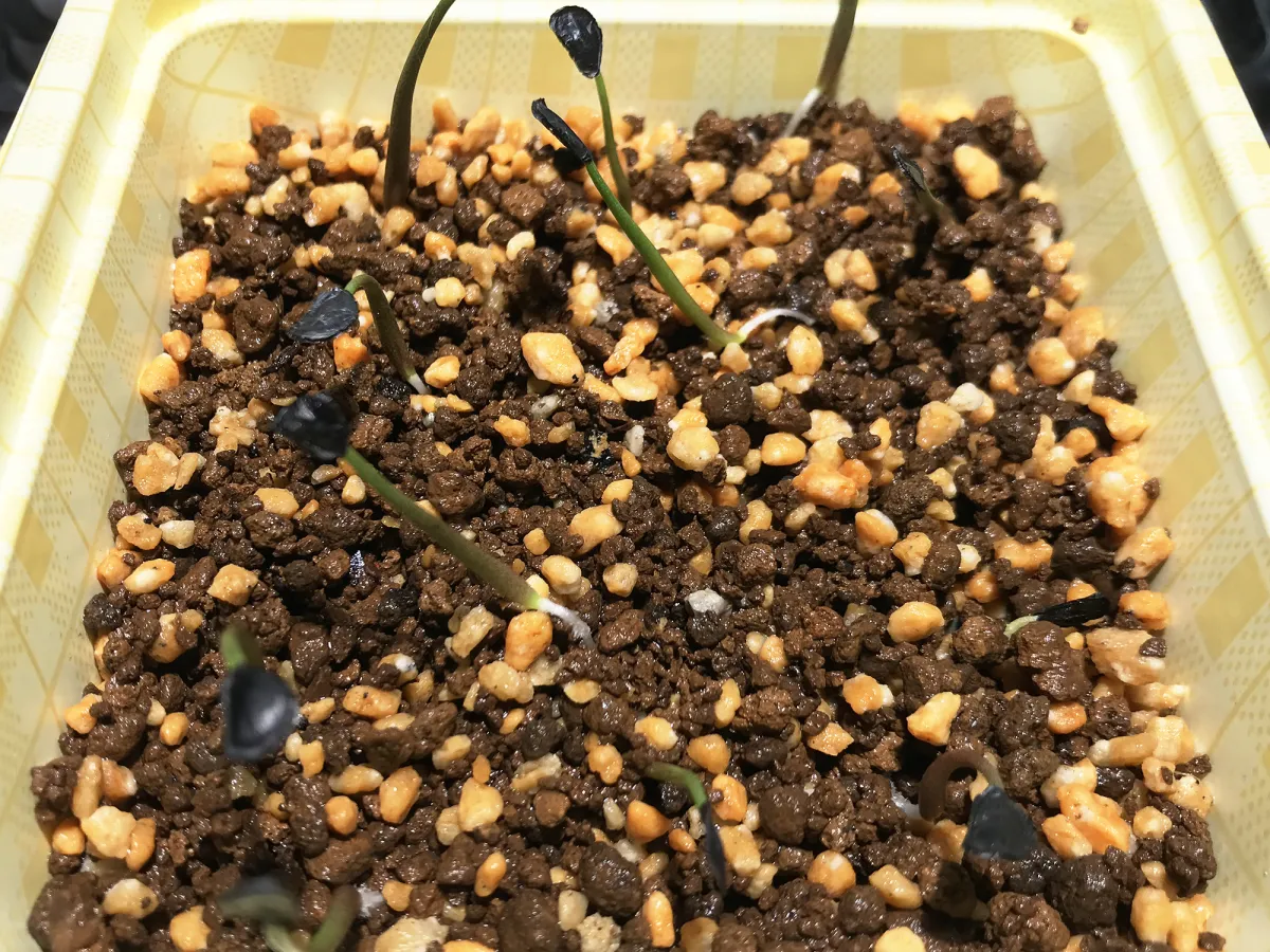 Agave potatorum (アガベ パープルヘイズ)