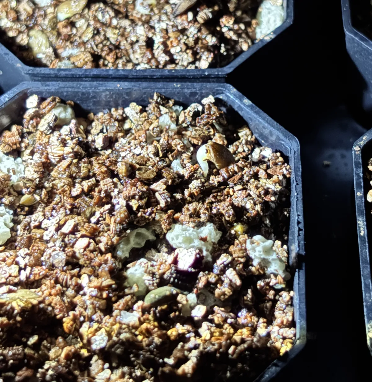 Pachypodium succulentum (パキポディウム サキュレンタム)