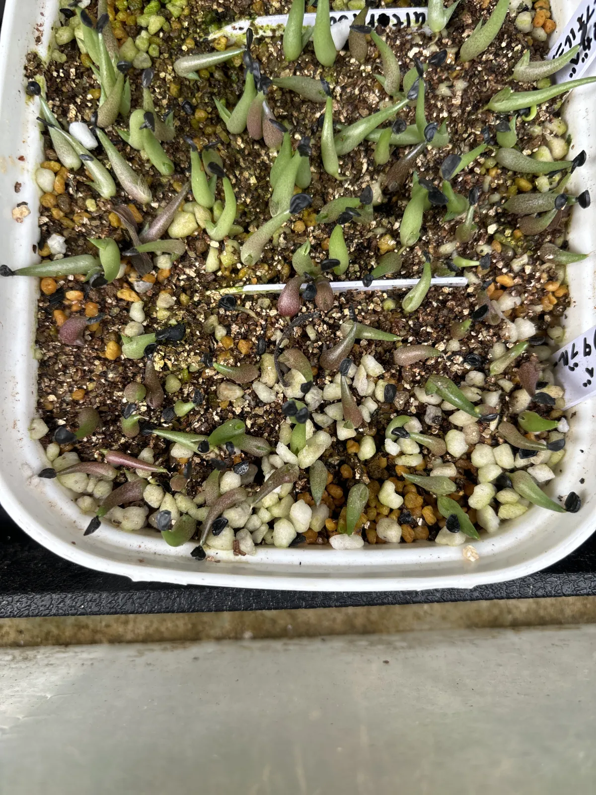 Agave titanota Blue Lot. (アガベ チタノタブルー)