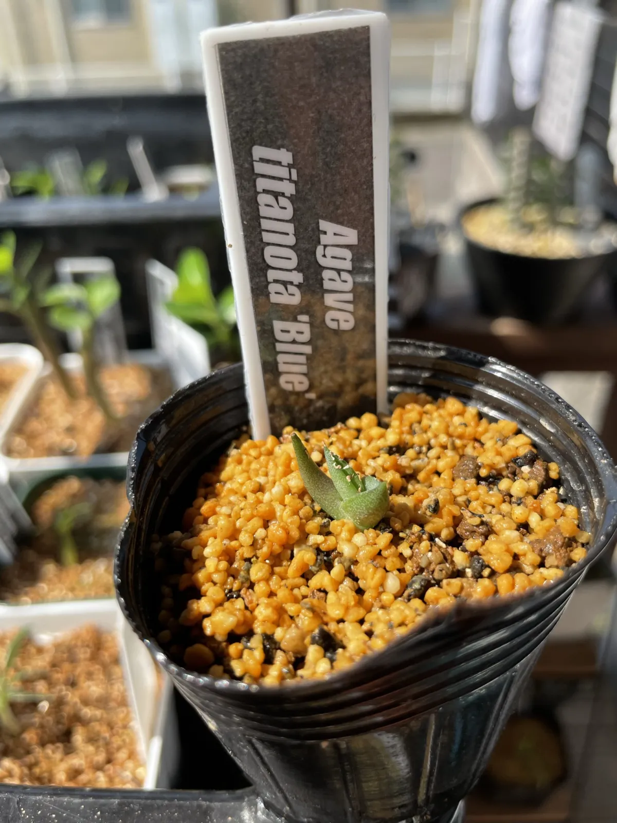 Agave titanota Blue Lot. (アガベ チタノタブルー)