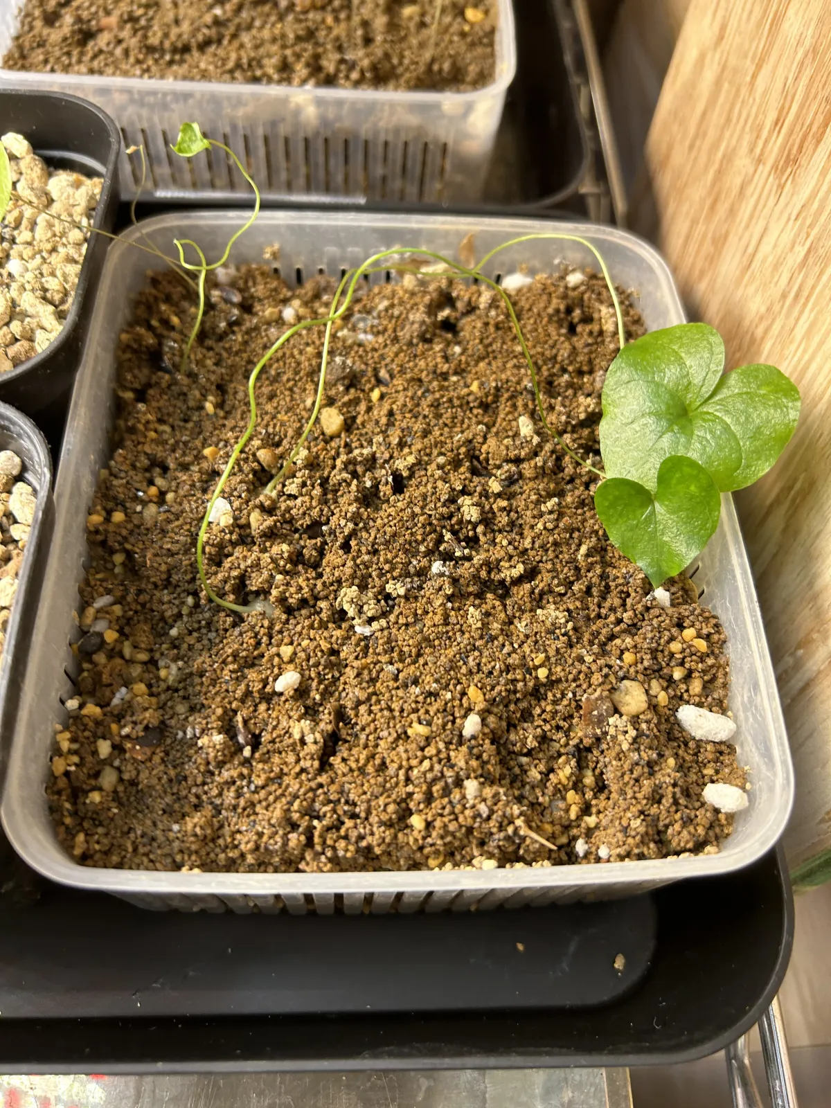 Dioscorea elephantipes (ディオスコレア エレファンティペス)