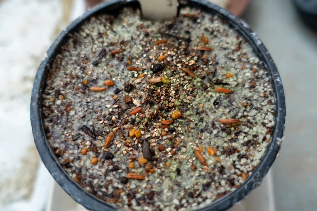 Pachypodium rosulatum var. gracilius ([無料種子] 発芽難 パキポディウム グラキリス　)