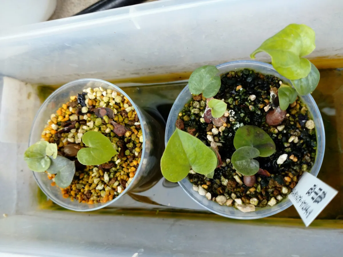 Dioscorea elephantipes (ディオスコレア エレファンティペス)