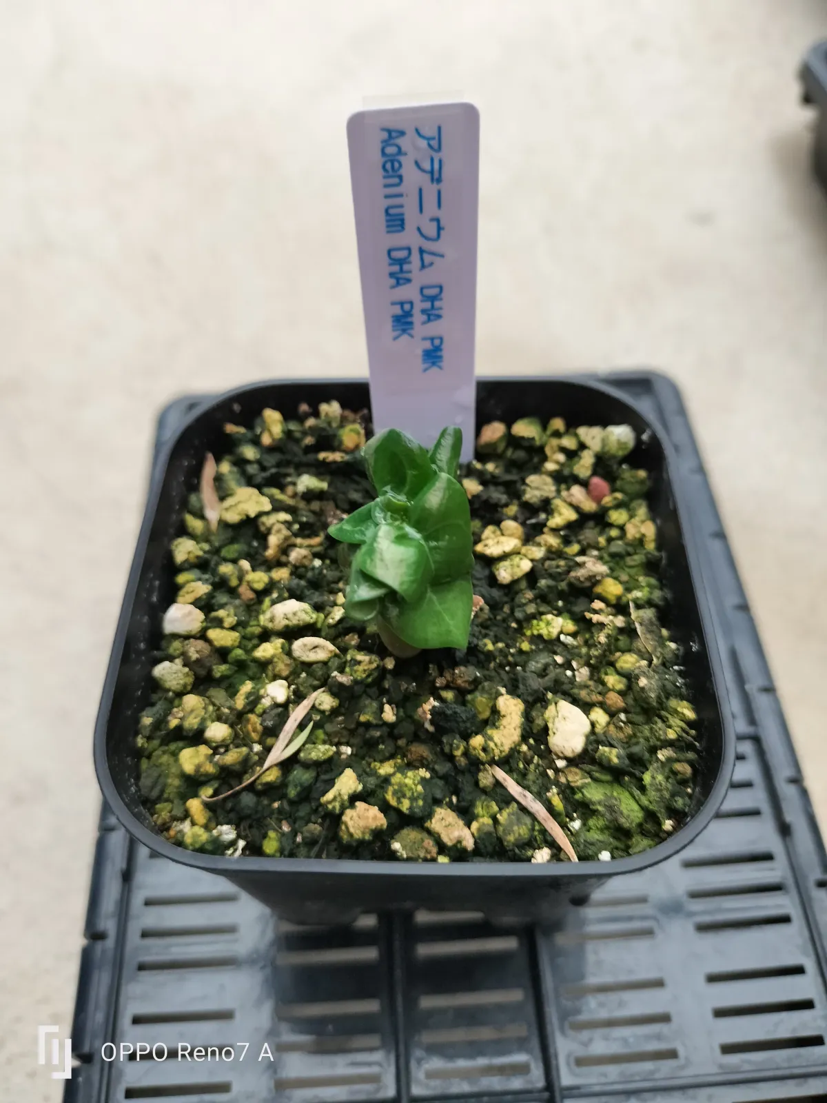 DHA PMK Adenium DHA PMK (アデニウム)