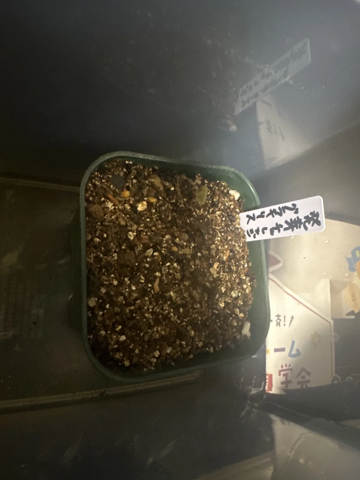 Pachypodium rosulatum var. gracilius ([無料種子] 発芽難 パキポディウム グラキリス　)