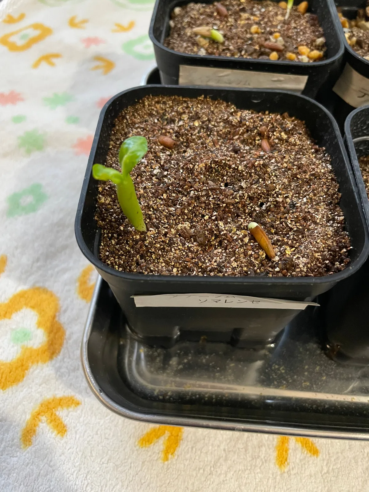 Adenium somalens (アデニウム ソマレンセ)
