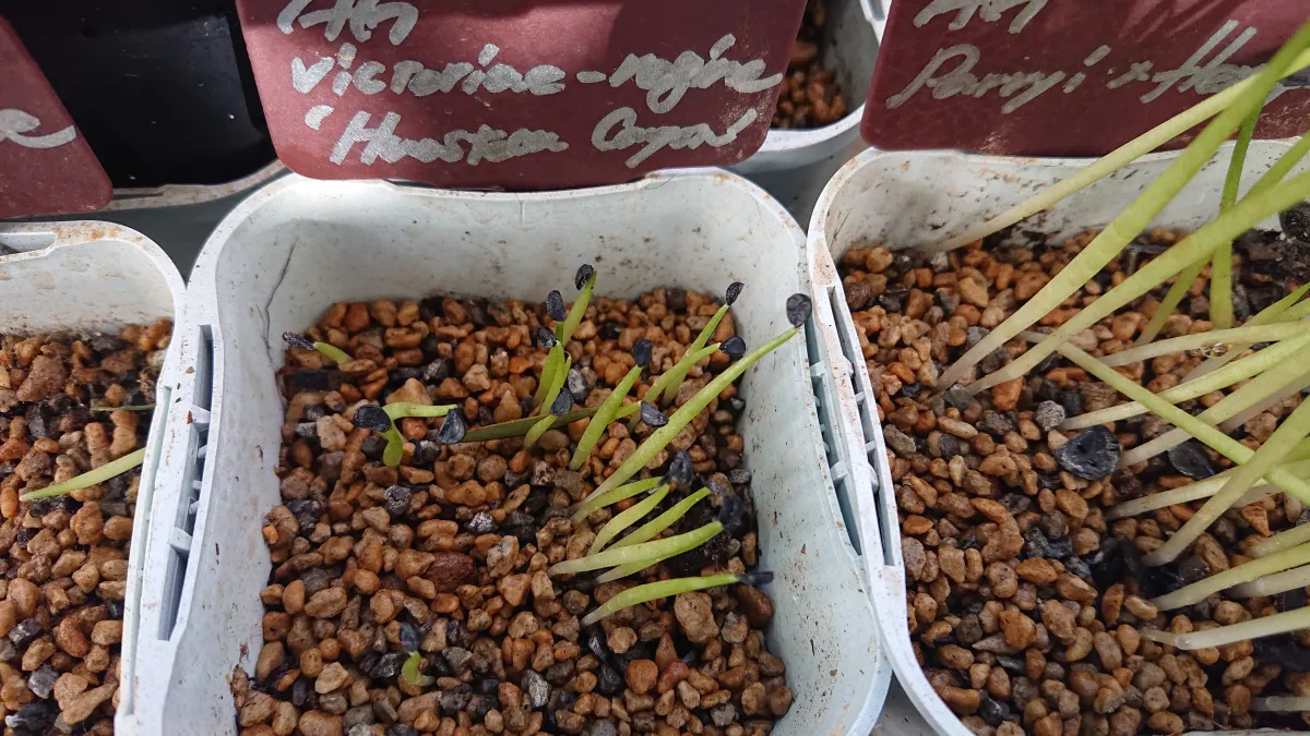 Agave victoriae-reginae Huasteca Canyon (アガベ フアステカキャニオン)