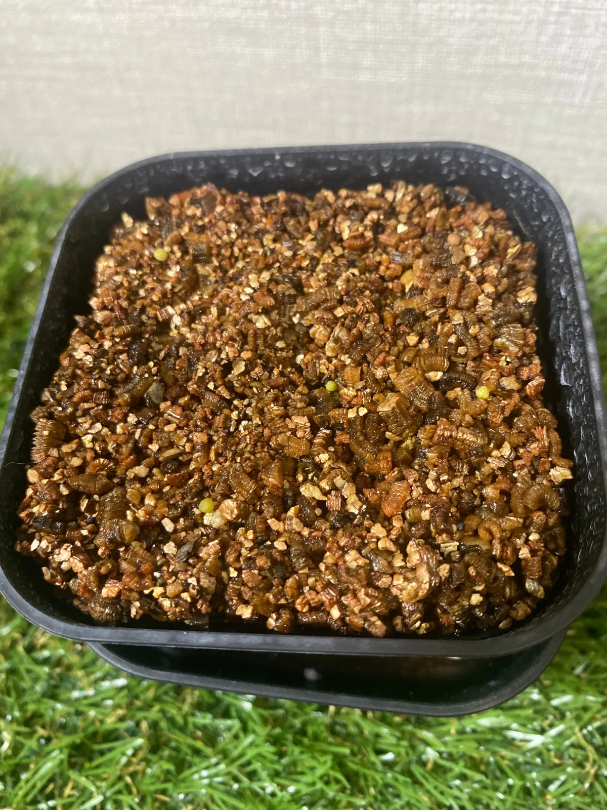 Ariocarpus kotschoubeyanus var. albiflorus (アリオカルプス 姫牡丹)