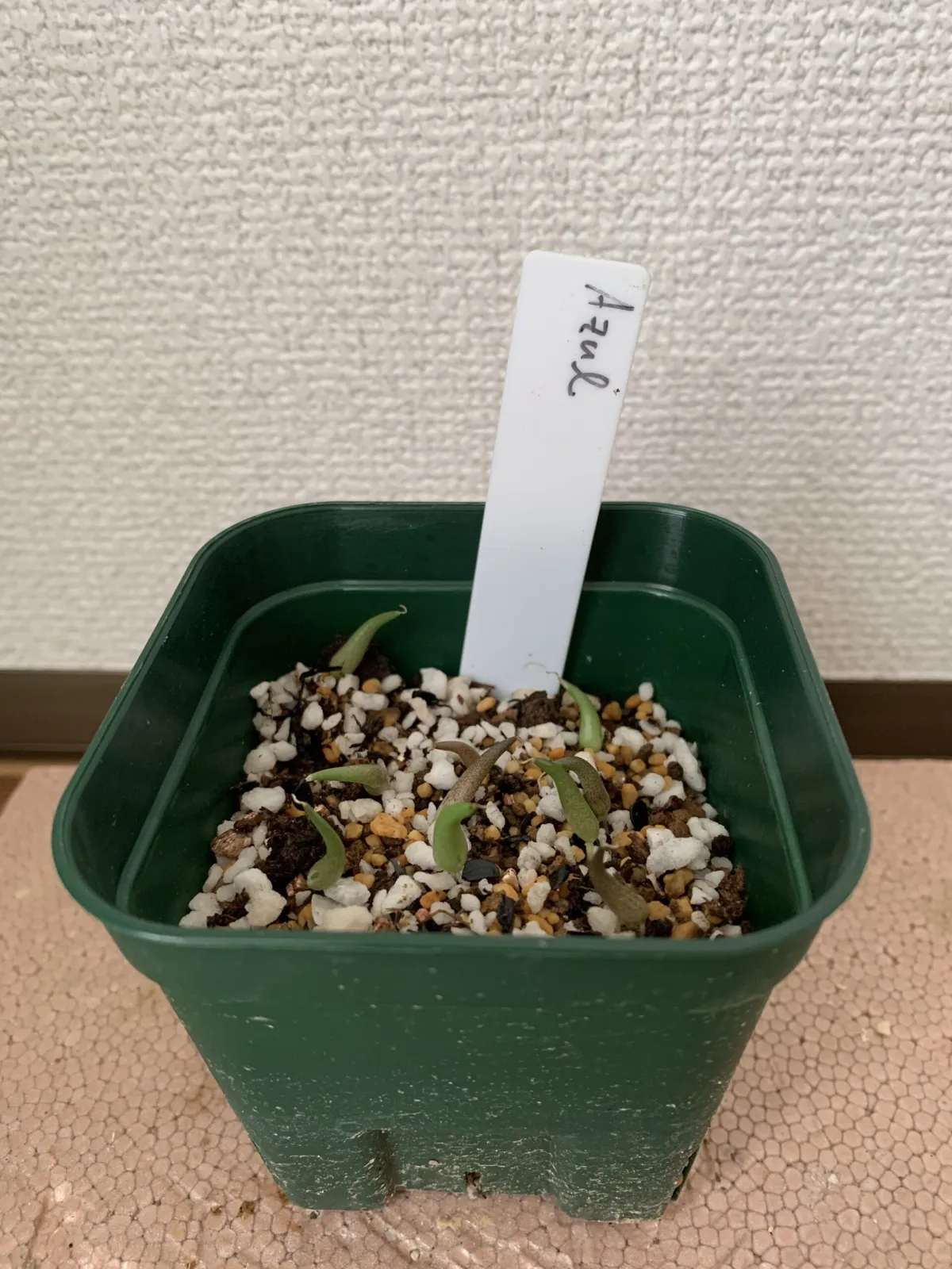 Agave difformis (アガベ ディフォルミス アズール)