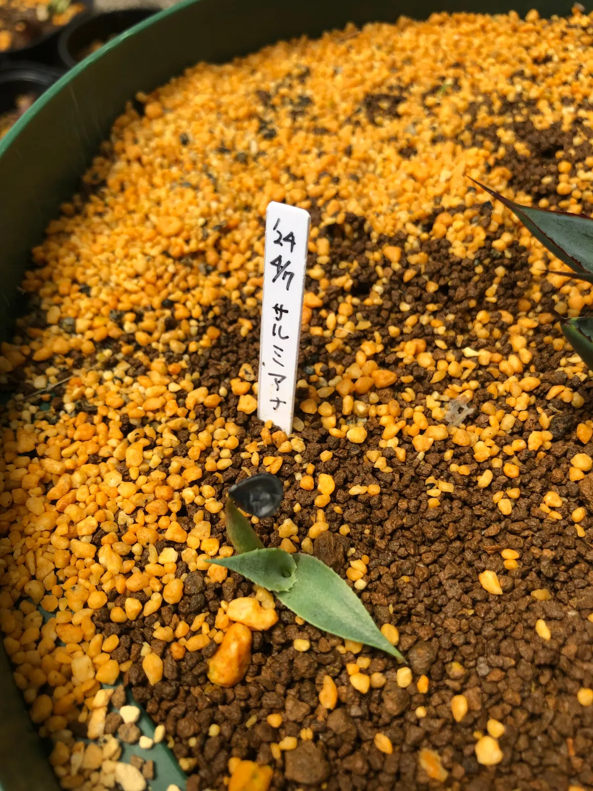 Agave salmiana ssp. salmiana (アガベ サルミアナ)